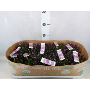 Campanula  'Ambella Pink'