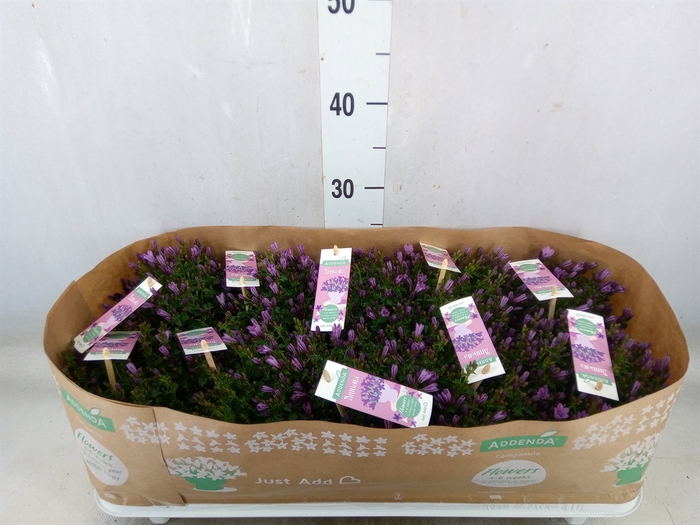 <h4>Campanula  'Ambella Pink'</h4>