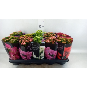 Kalanchoe blos. 'Perfecta'  ..mix 5