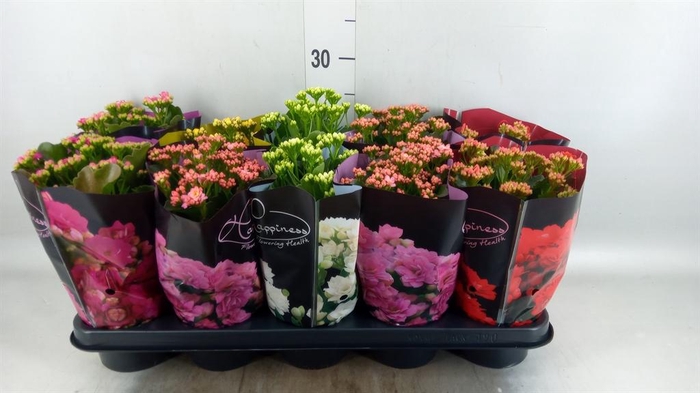 <h4>Kalanchoe blos. 'Perfecta'  ..mix 5</h4>