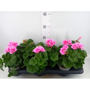 Pelargonium zona. 'ToscaSil Raiko'