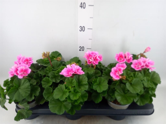 <h4>Pelargonium zona. 'ToscaSil Raiko'</h4>