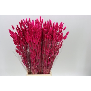 Dried Lagurus Fuxia