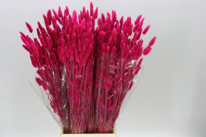 <h4>Dried Lagurus Fuxia</h4>