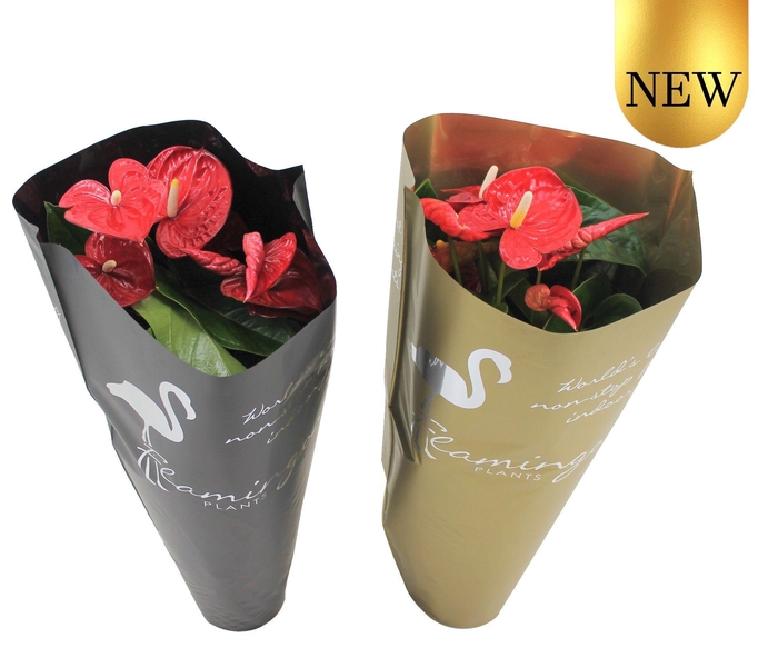 <h4>Anthurium XL.9 Jambo Red 17cm in gouden en zwarte sierhoes</h4>