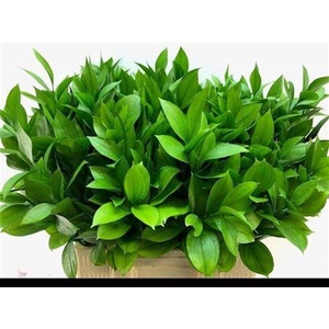 Ruscus Hypophyllum