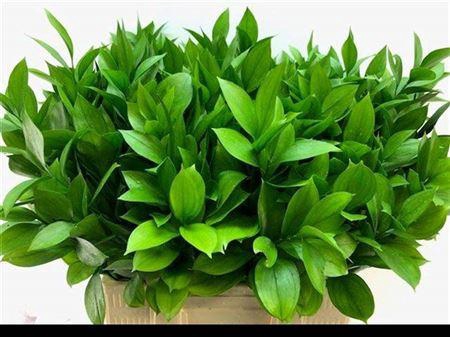 <h4>Ruscus Hypophyllum</h4>