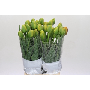 Tulipa (Frans) du Tahiti