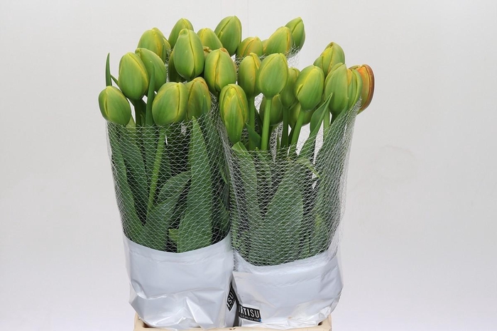 <h4>Tulipa (frans) Du Tahiti</h4>