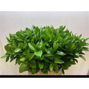 RUSCUS HYPOPHYLLUM