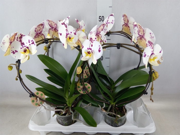 <h4>Phalaenopsis   ...</h4>