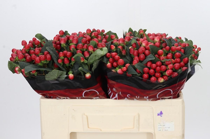<h4>Hypericum True Romance</h4>