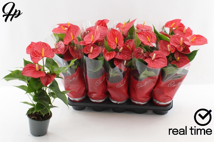 <h4>ANTHU AN EVERIO</h4>