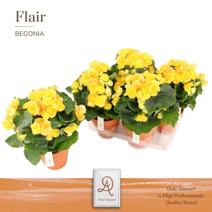 Begonia Nadine P14 Dolc'Amore® Terracotta Keramiek
