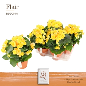 Begonia Nadine P14 Dolc'Amore® Terracotta Keramiek