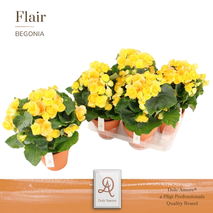 <h4>Begonia Nadine P14 Dolc'Amore® Terracotta Keramiek</h4>