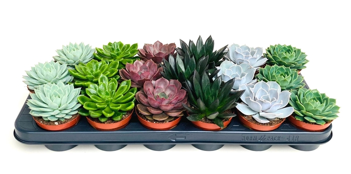 <h4>Echeveria gemengd</h4>