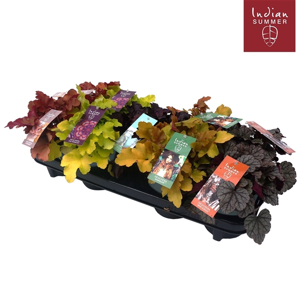 <h4>Heuchera 'Indian Summer' Mixtray</h4>