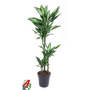 Dracaena fragrans Cintho
