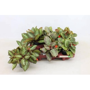 EPISCIA OV