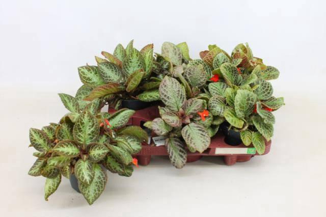 <h4>EPISCIA OV</h4>