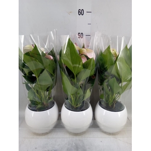 Anthurium  'Karma Pink'