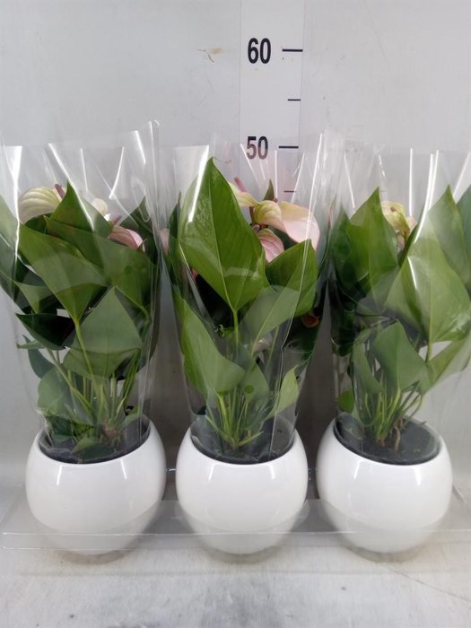 <h4>Anthurium  'Karma Pink'</h4>