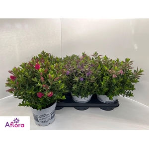 HEBE ALL BLOOMS GEM