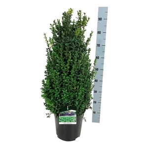 Buxus sempervirens