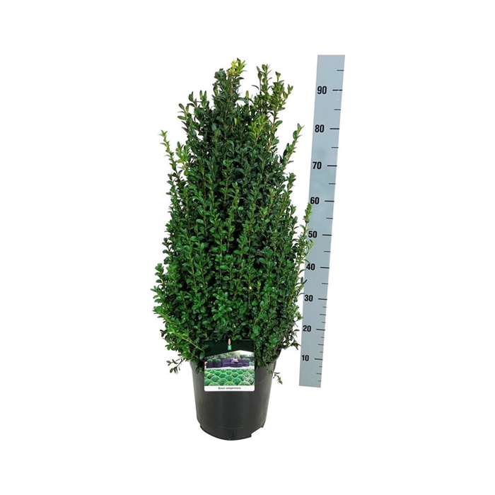 <h4>Buxus sempervirens</h4>