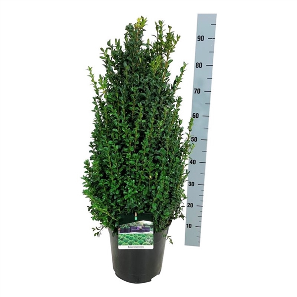 <h4>Buxus sempervirens</h4>