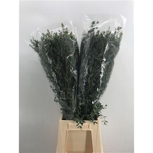 Euca Parvifolia 300