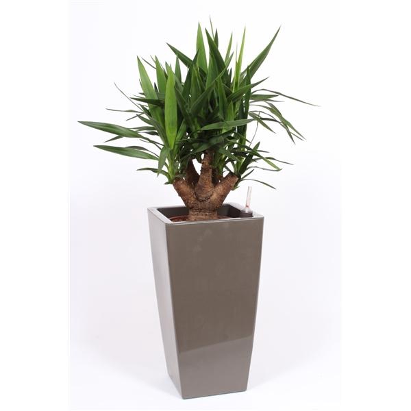 <h4>Yucce elephantipes in Piza pot "taupe"</h4>