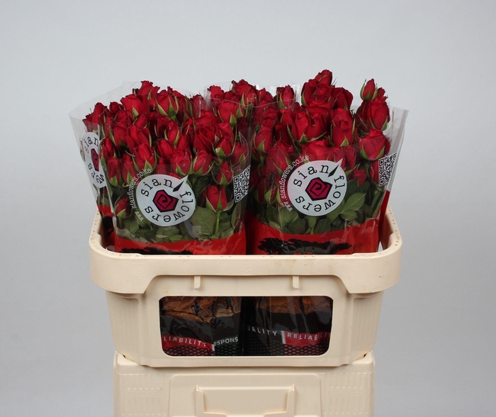 <h4>R TR IN LOVE</h4>