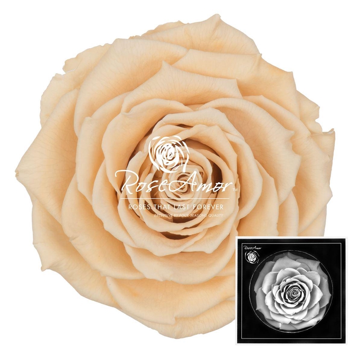 <h4>Bonita Cha01</h4>