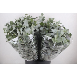 Euca Cinerea Short 150gr P Bunch