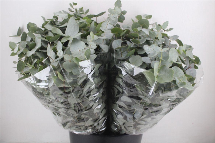 <h4>Euca Cinerea Short 150gr P Bunch</h4>