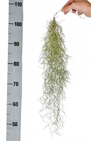 <h4>Tillandsia Usneoides</h4>