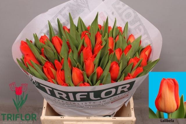 <h4>TU EN LALIBELA</h4>