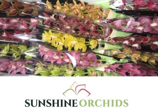 <h4>CYMB MI GEM</h4>