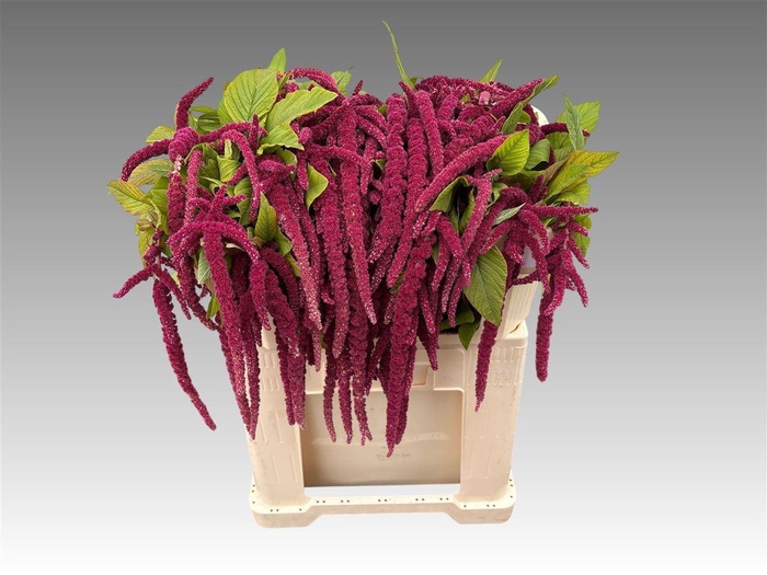 <h4>Amar Ca Red Cord</h4>
