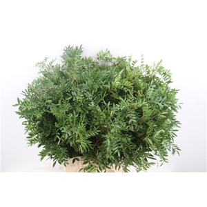 PISTACHE SPA 50CM JADAM PER BOS