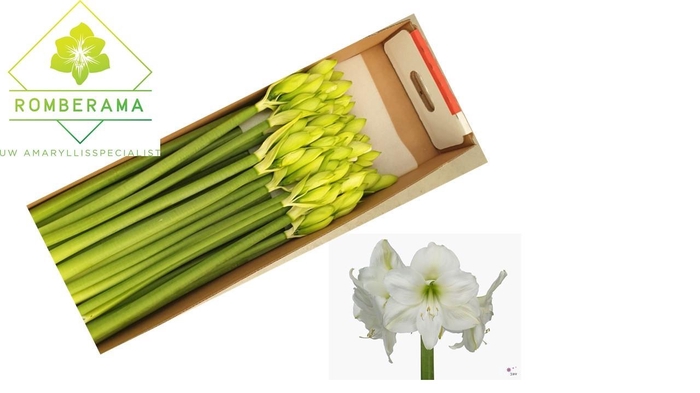 <h4>HIPP GA MONT BLANC</h4>