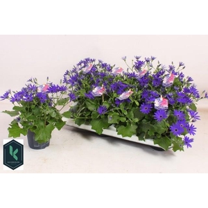 PERI C SEN DEEP BLUE