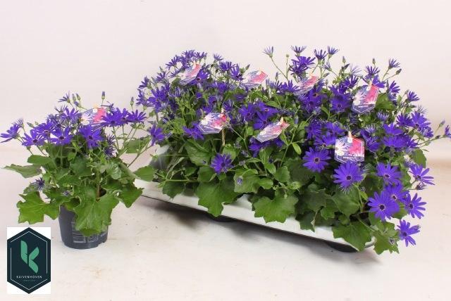 <h4>PERI C SEN DEEP BLUE</h4>