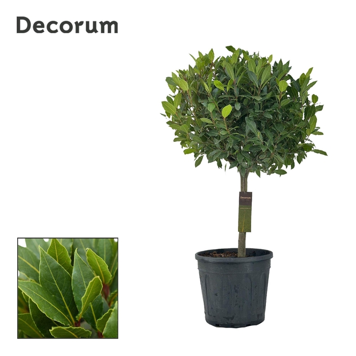 <h4>Laurus nobilis Bol op stam</h4>