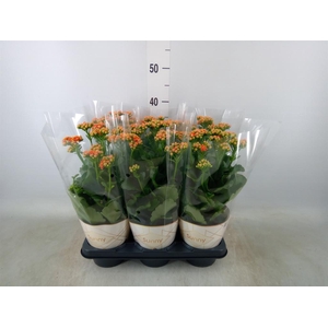 Kalanchoe  'Volcanic Orange'
