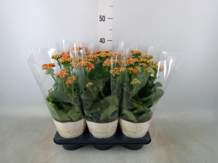 <h4>Kalanchoe  'Volcanic Orange'</h4>