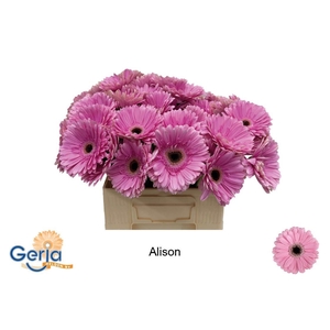 GE GR ALISON