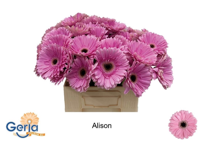 <h4>GE GR ALISON</h4>